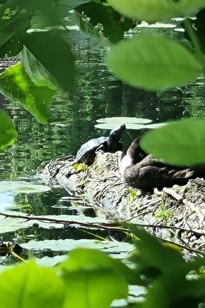 Mit viel Glück haben wir auf unserer Kulturelli eine Schildkröte auf einem Stamm im Wasser entdeckt.